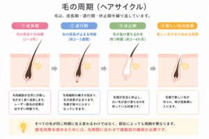 毛の周期（ヘアサイクル）